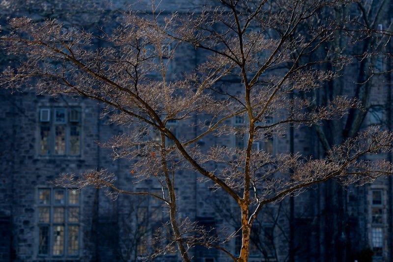 A tree shows orange highlights as it's illuminated by the sun in front of Seitz Hall which is covered in shadow and appears blue in color