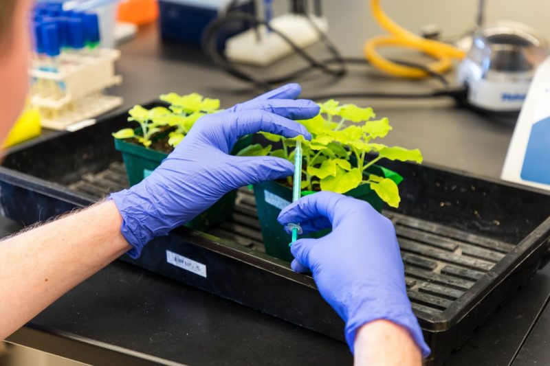  A student wearing purple medical gloves is injecting a liquid into the leaf of a plant in a lab
