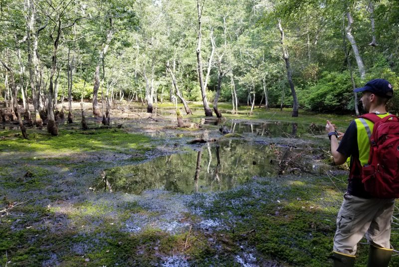 A man wearing rubber boots and a backpack stands along the edge of a forest wetland.